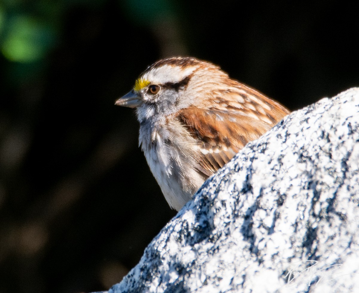 White-throated Sparrow - Kim Moore