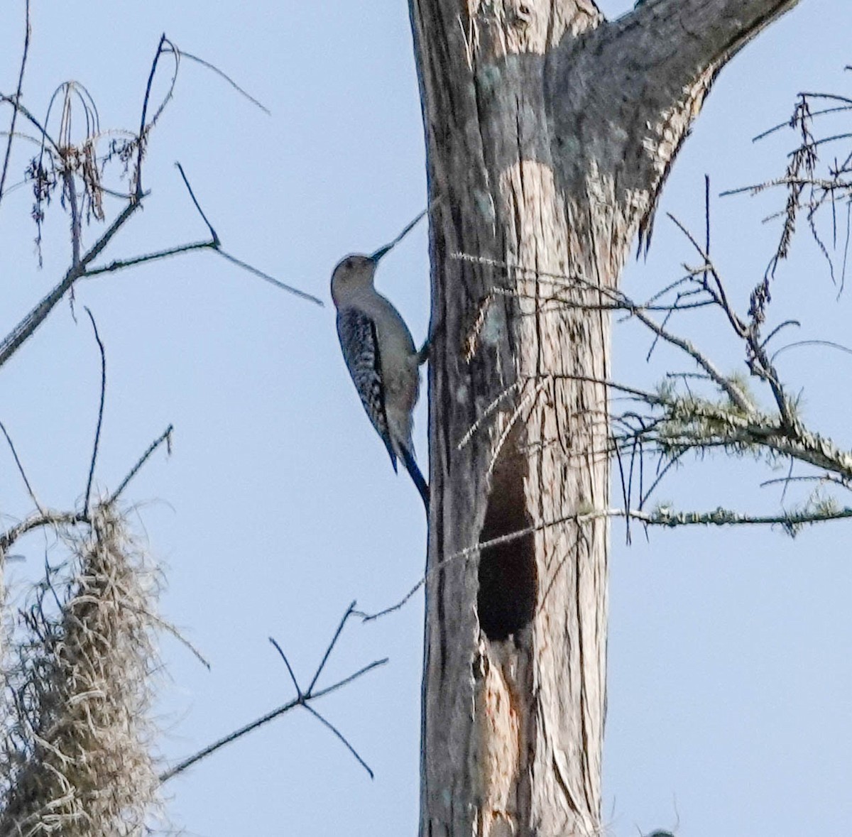 Red-bellied Woodpecker - Doreen LePage