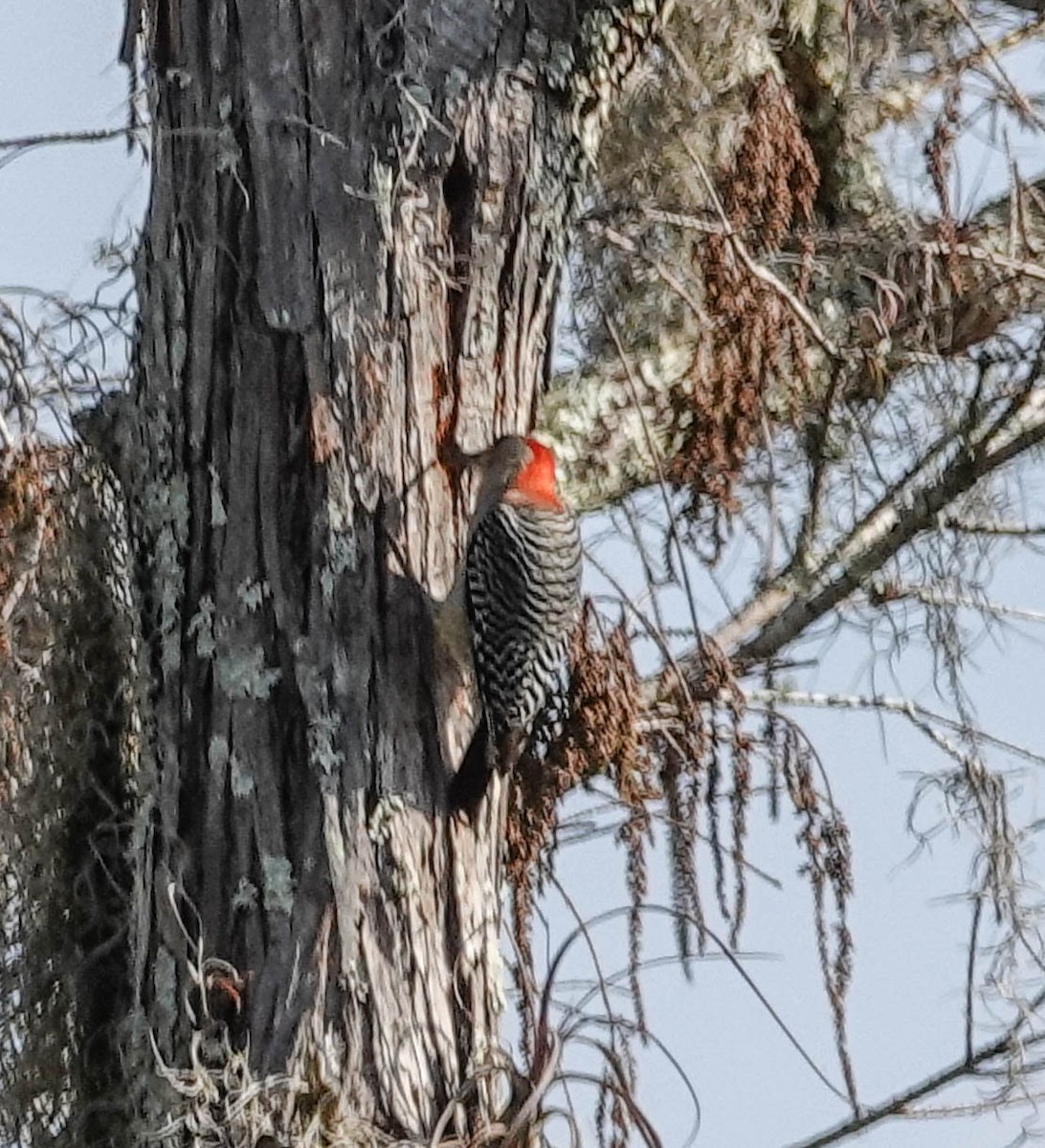 Red-bellied Woodpecker - ML140995641
