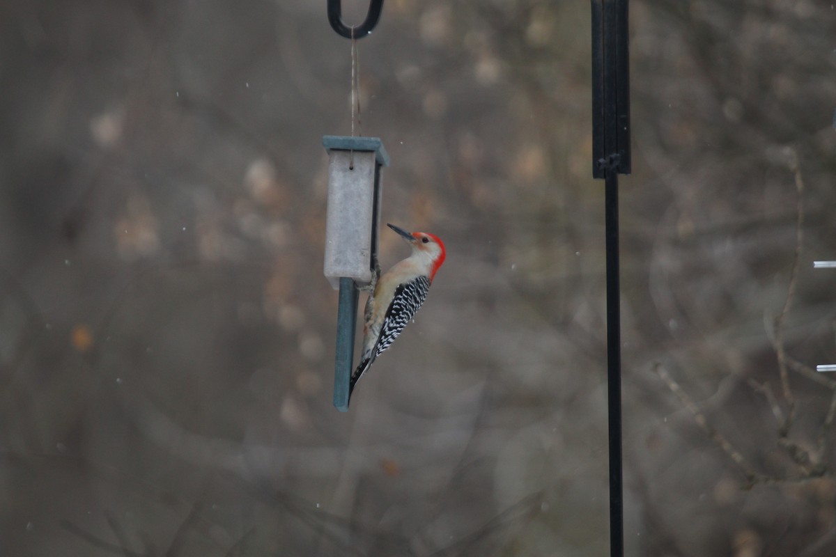 Red-bellied Woodpecker - ML140997311