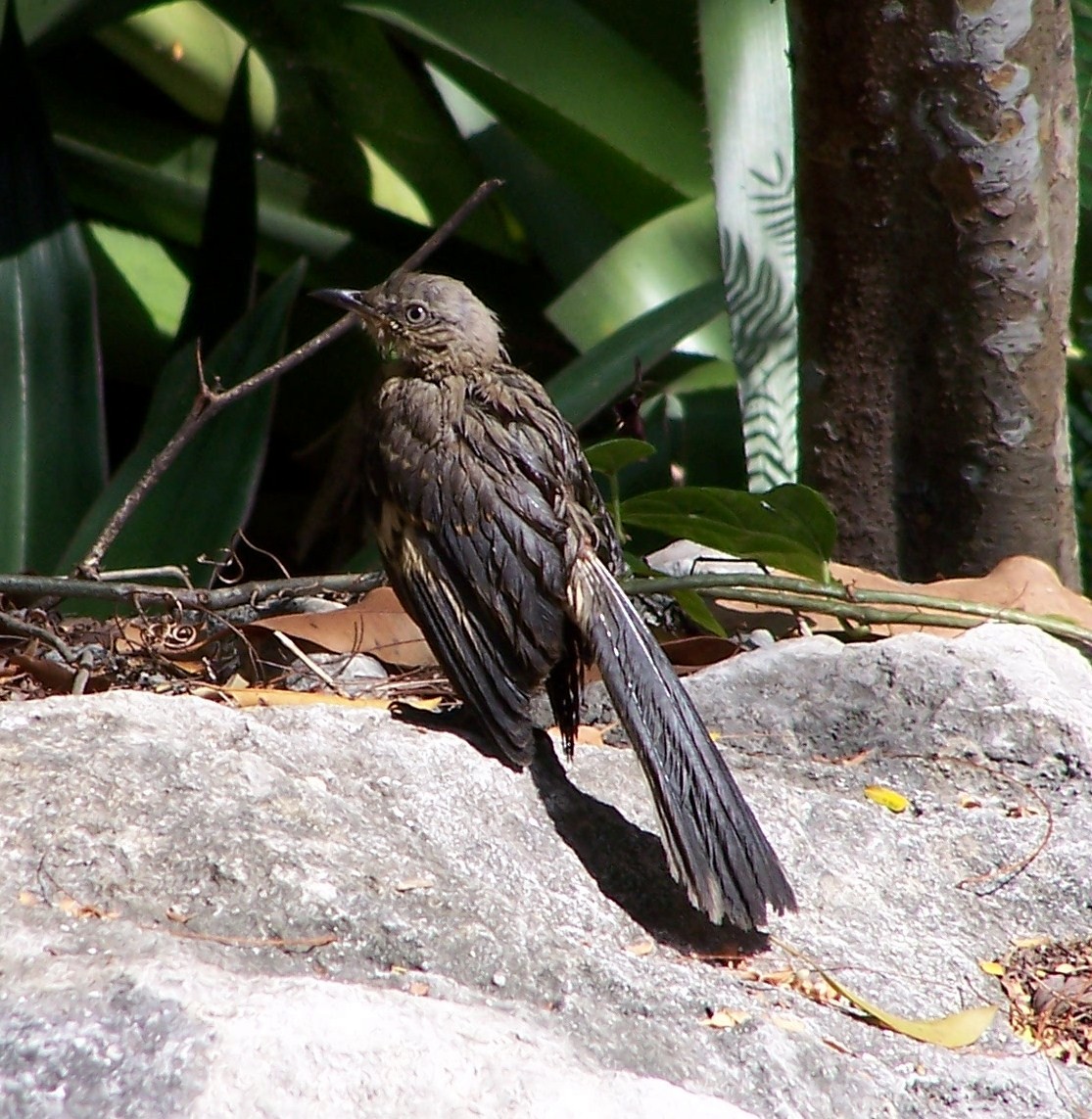 Bahama Mockingbird - Larry Zirlin