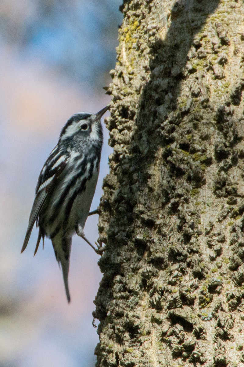 Black-and-white Warbler - ML140997381