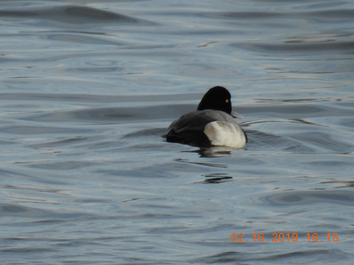 Greater Scaup - ML140997531