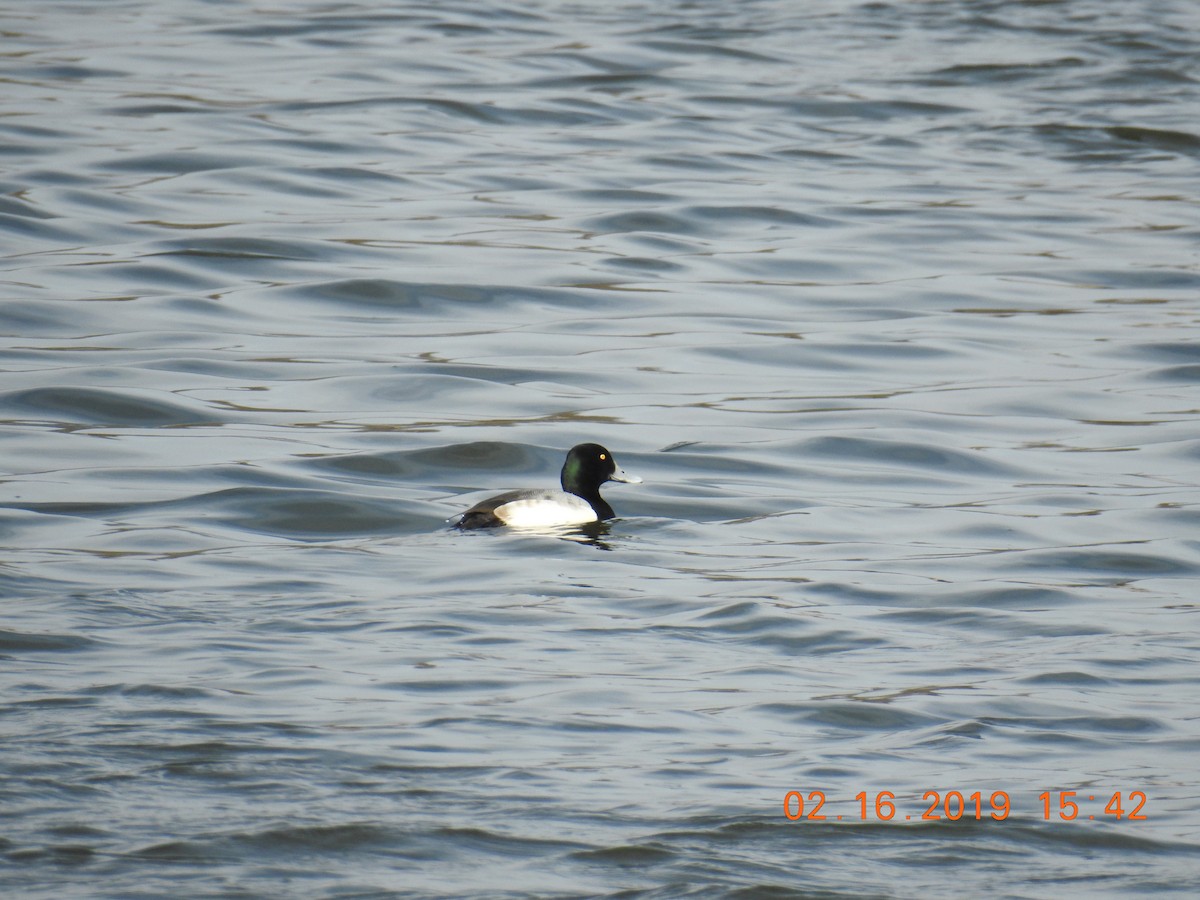 Greater Scaup - ML140997571