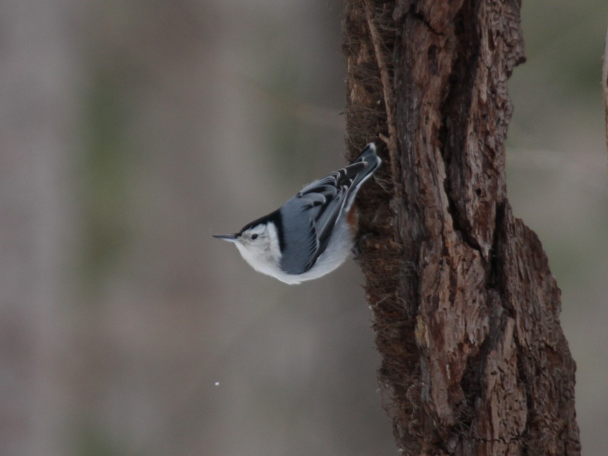White-breasted Nuthatch - Dominick Fenech