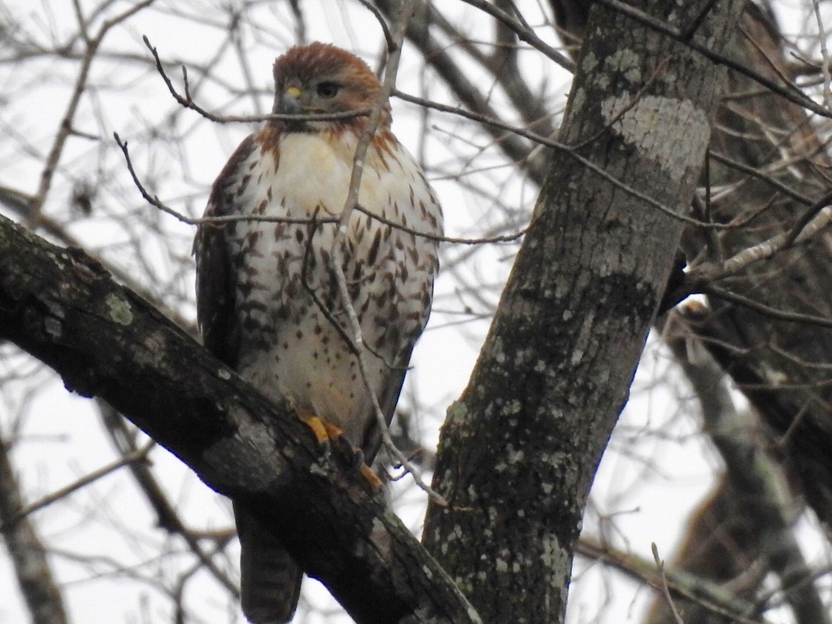Red-tailed Hawk - ML141000751