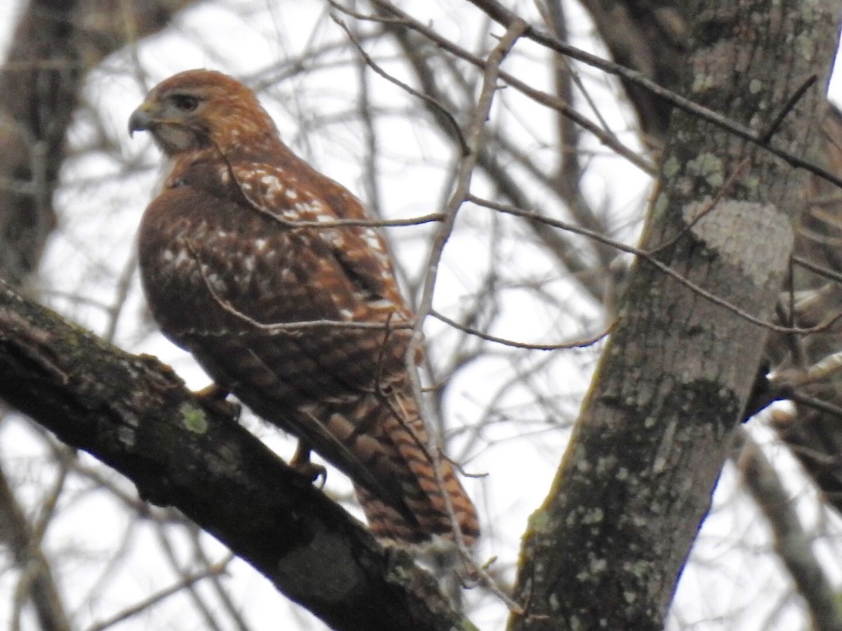 Red-tailed Hawk - ML141000761