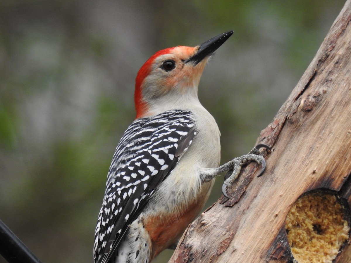 Red-bellied Woodpecker - ML141000921