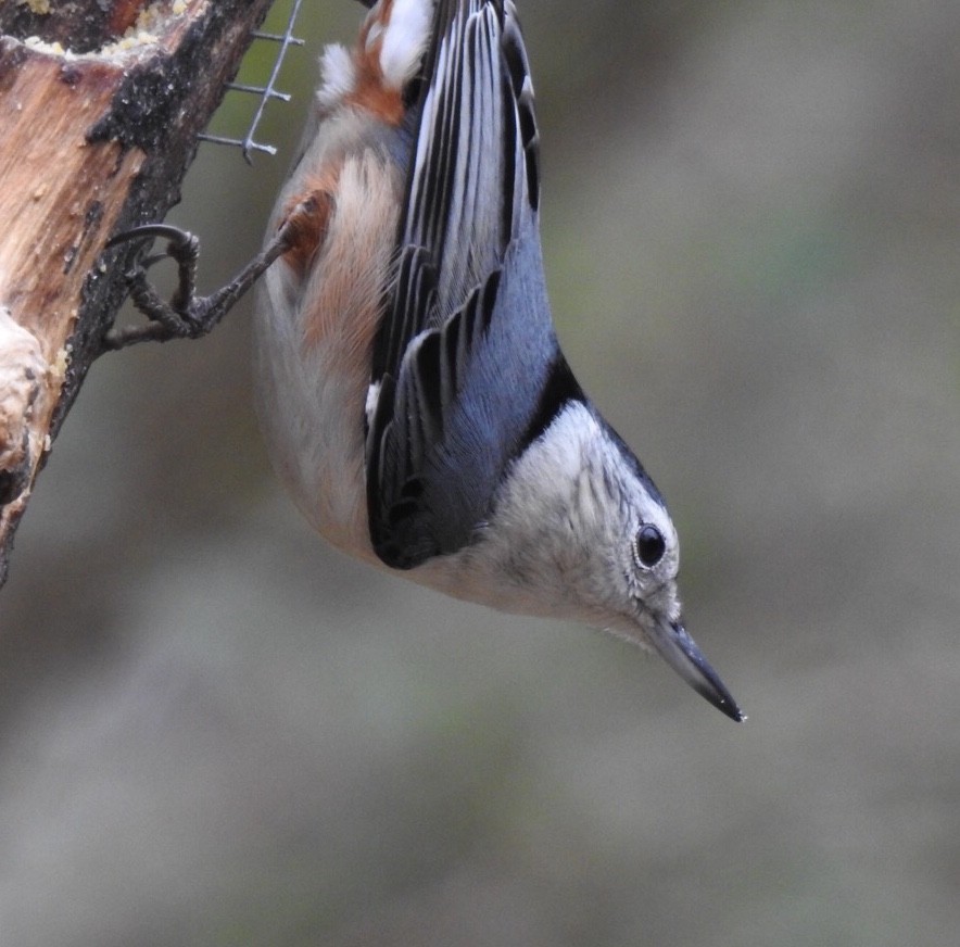 White-breasted Nuthatch - Kay Dantzler
