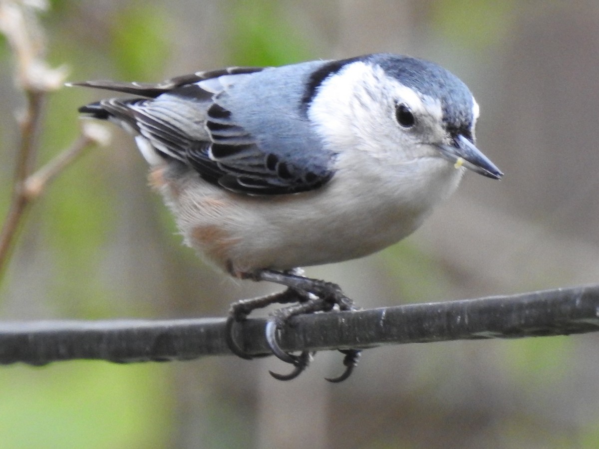 White-breasted Nuthatch - ML141001381