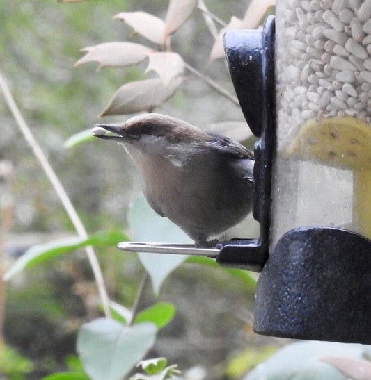 Brown-headed Nuthatch - ML141001441