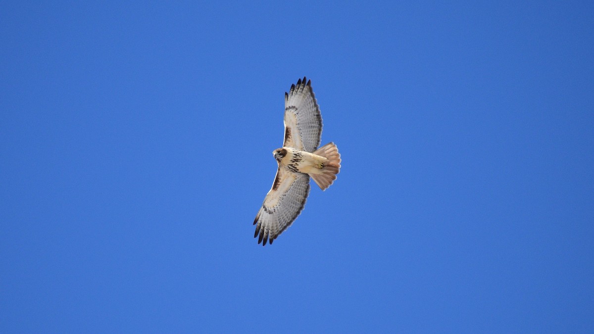 Red-tailed Hawk - ML141001741