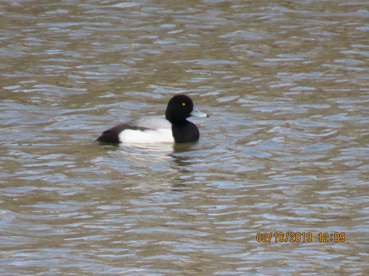 Greater Scaup - ML141002461