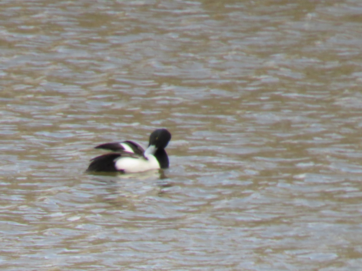 Greater Scaup - ML141002531