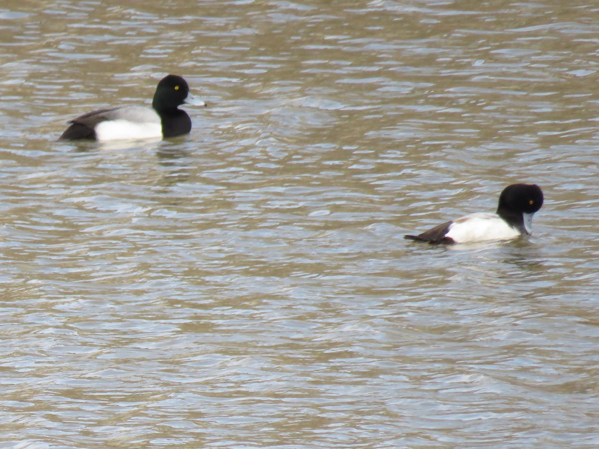 Greater Scaup - ML141002741