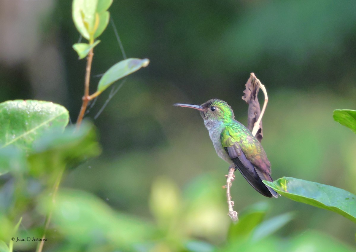 Blue-chested Hummingbird - Juan D Astorga