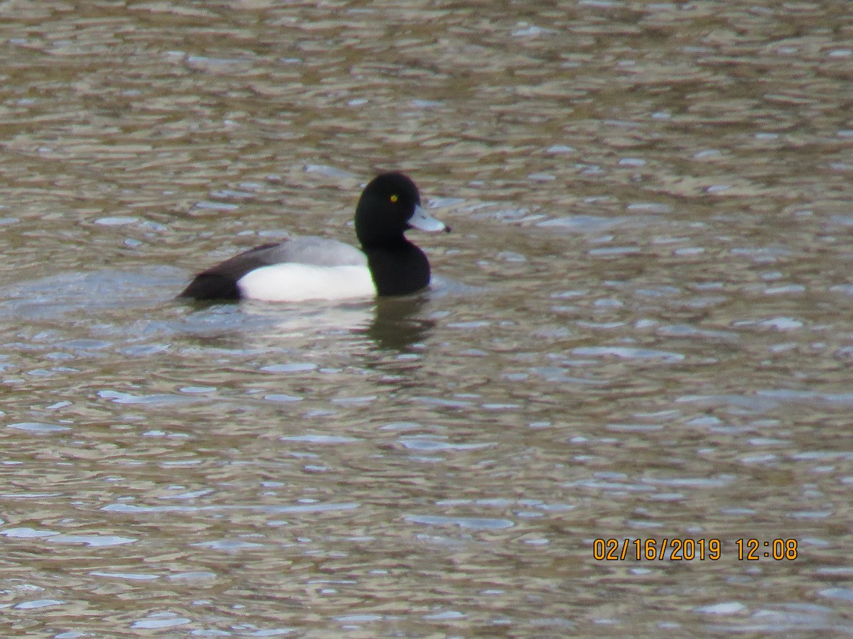 Greater Scaup - ML141002931