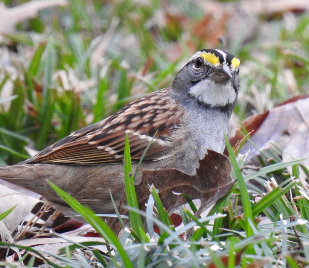 White-throated Sparrow - Kay Dantzler