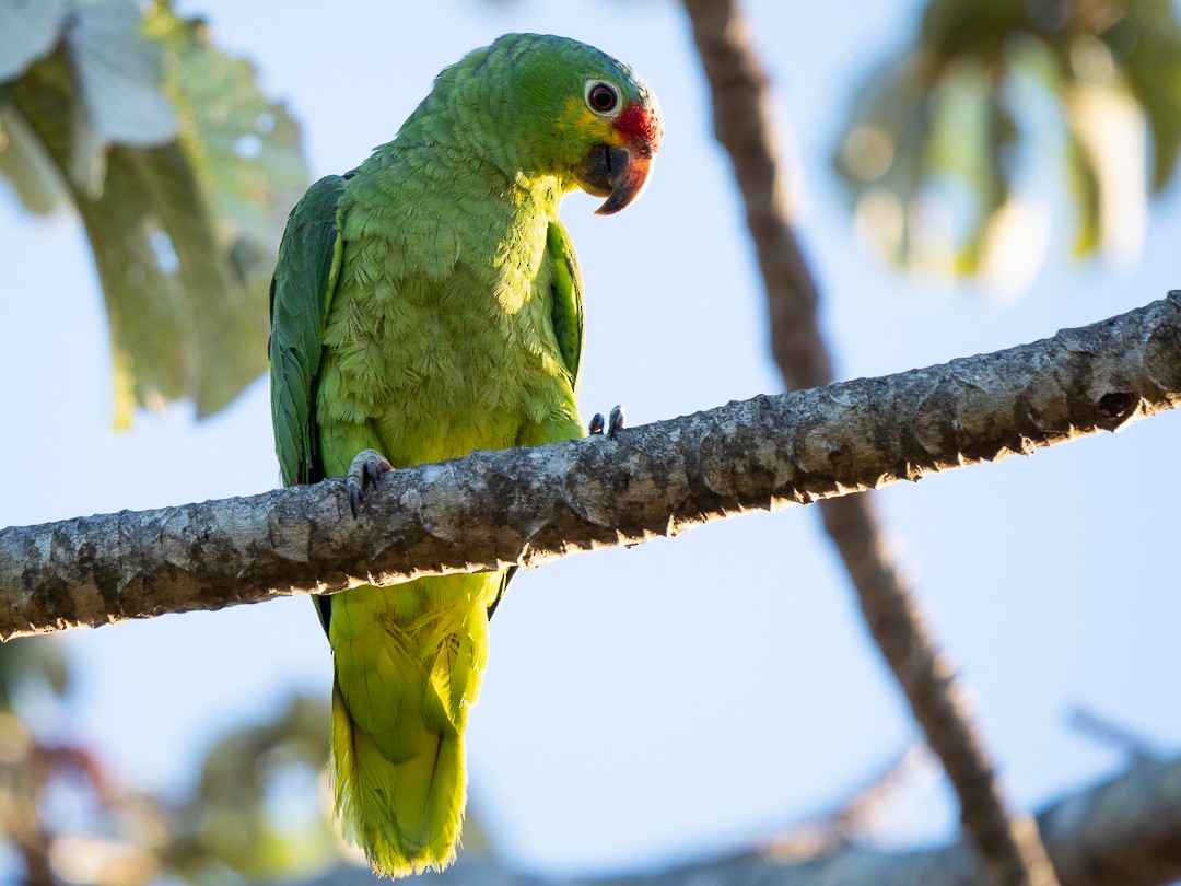 Red-lored Parrot - ML141003551