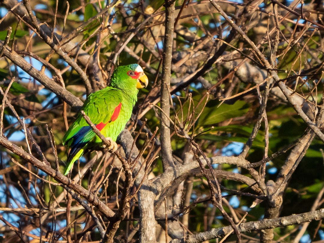 White-fronted Parrot - Chris Fischer