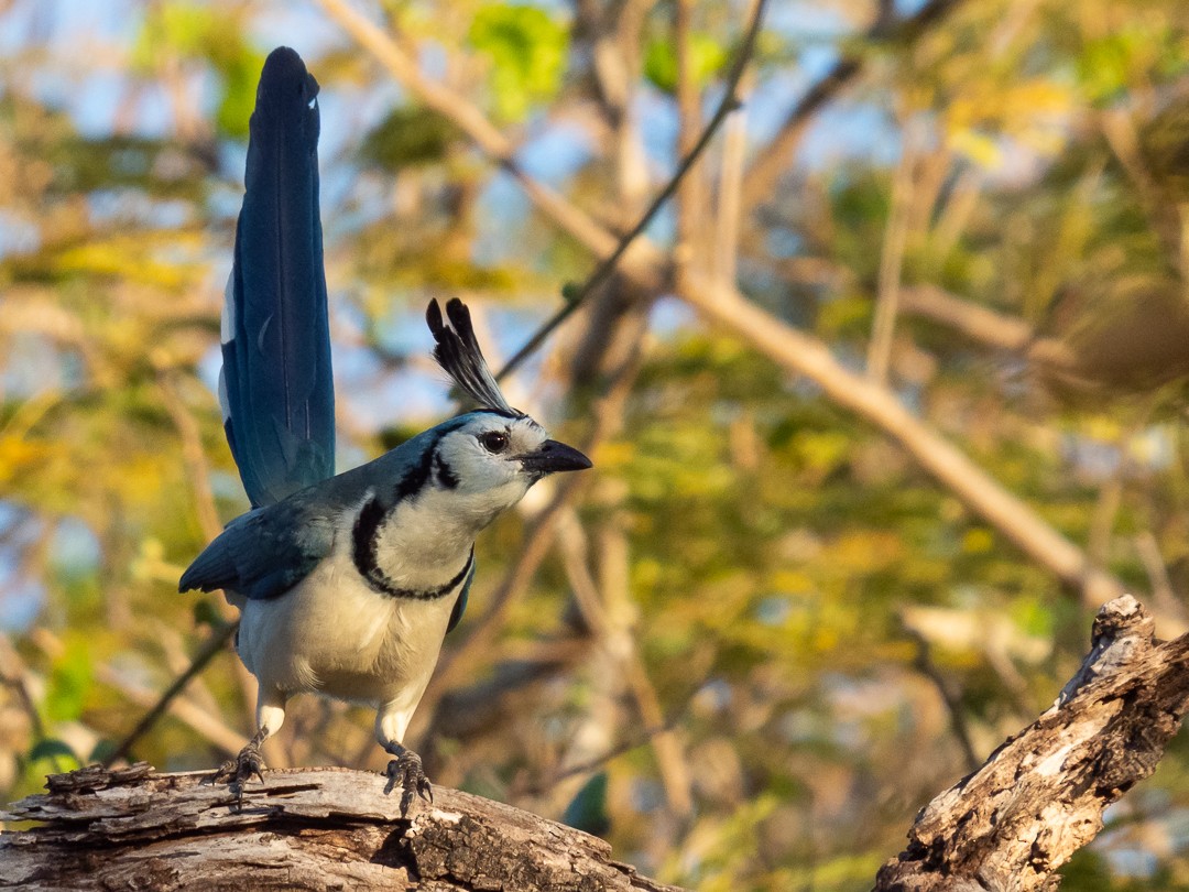 White-throated Magpie-Jay - ML141003771