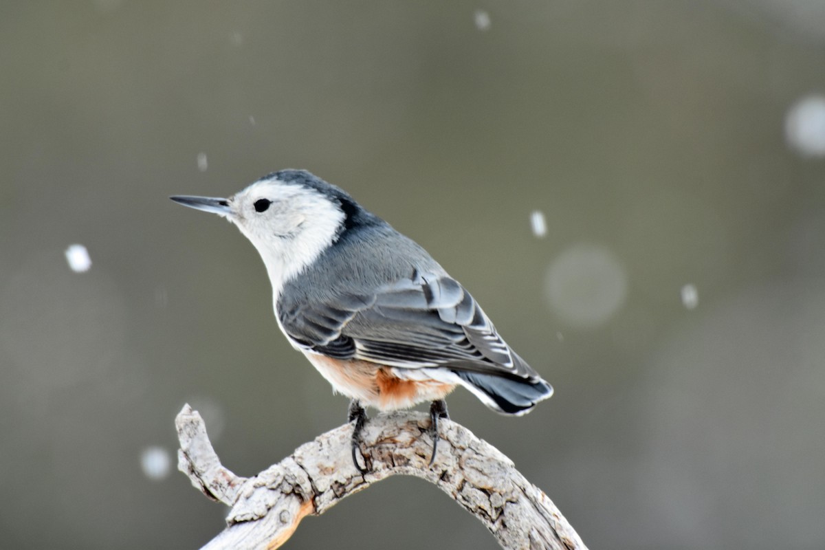 White-breasted Nuthatch - Lori Smith