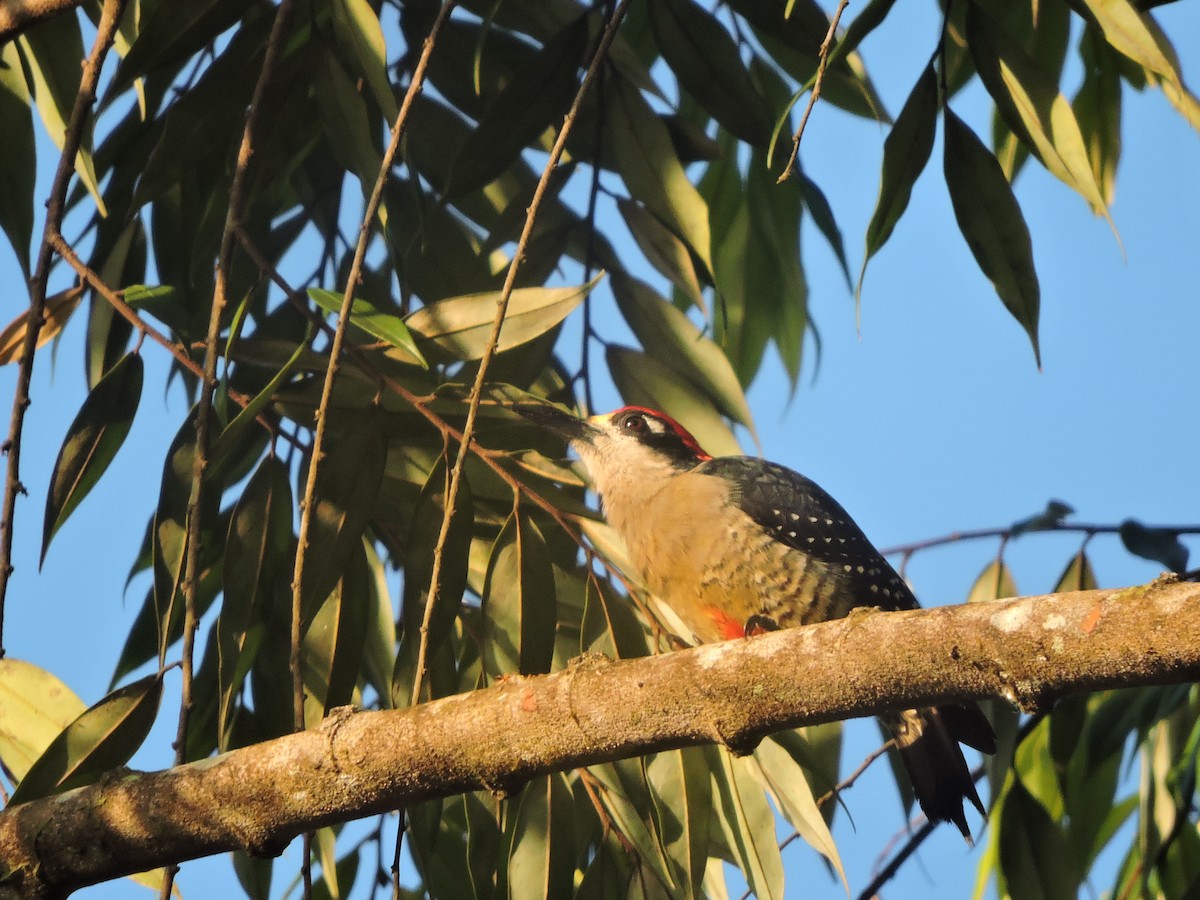 Black-cheeked Woodpecker - Juan D Astorga