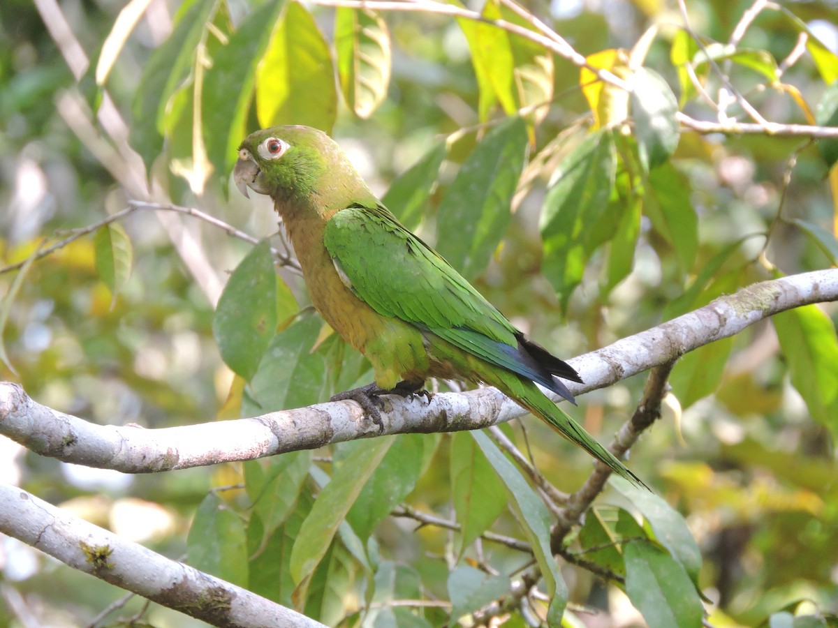 Olive-throated Parakeet - Juan D Astorga