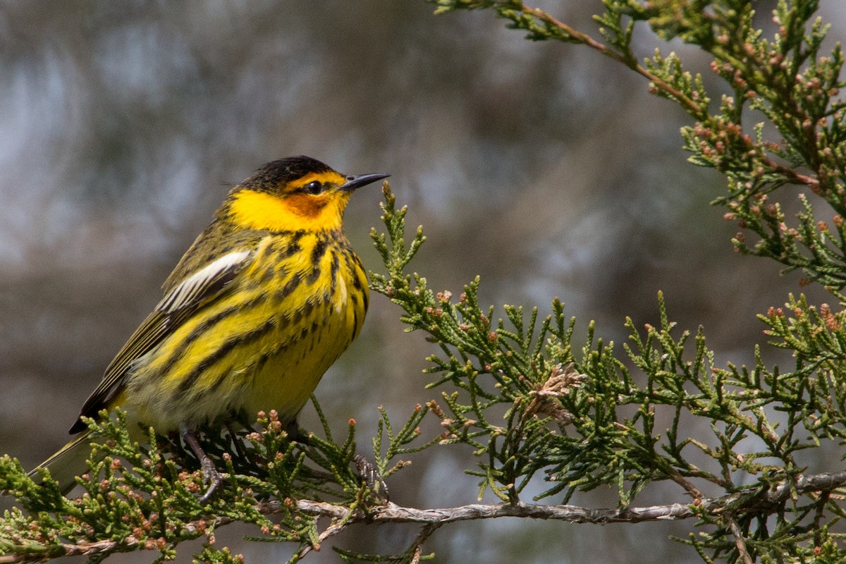Cape May Warbler - ML141008141