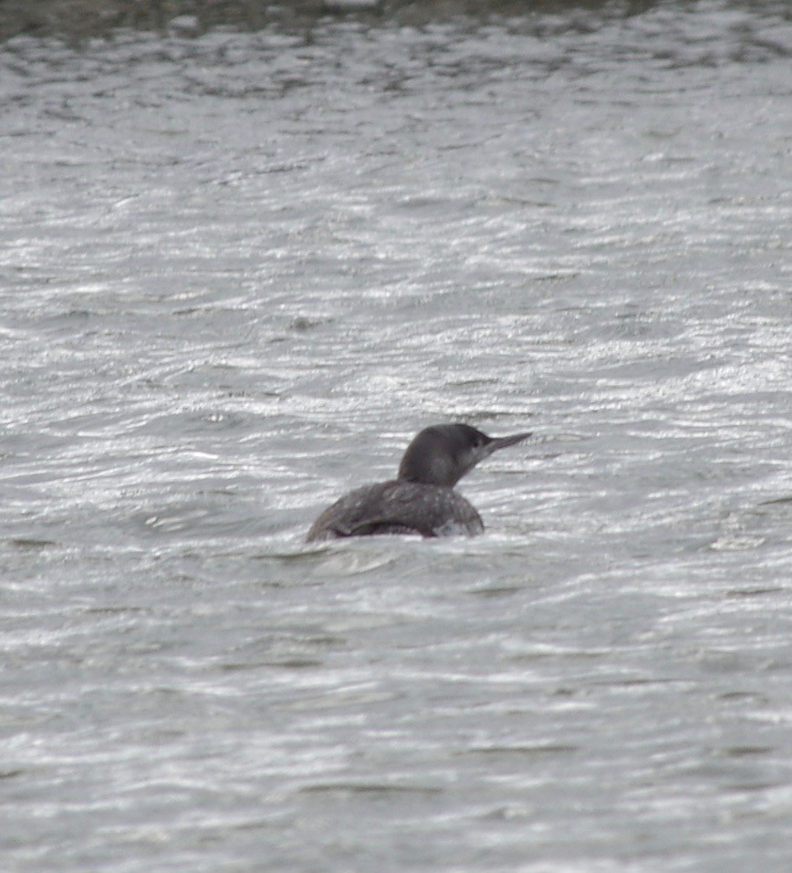 Red-throated Loon - ML141008181