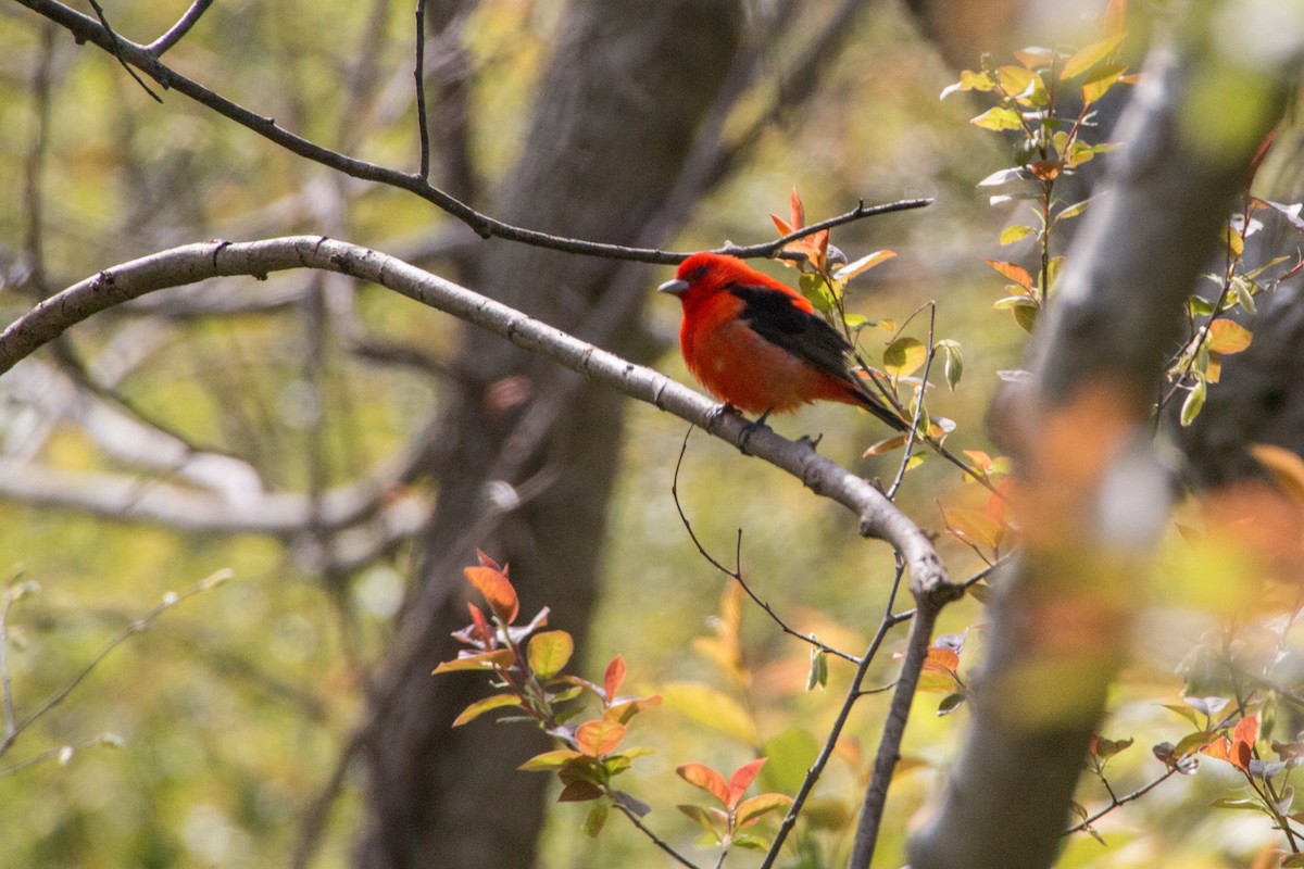 Scarlet Tanager - ML141008821