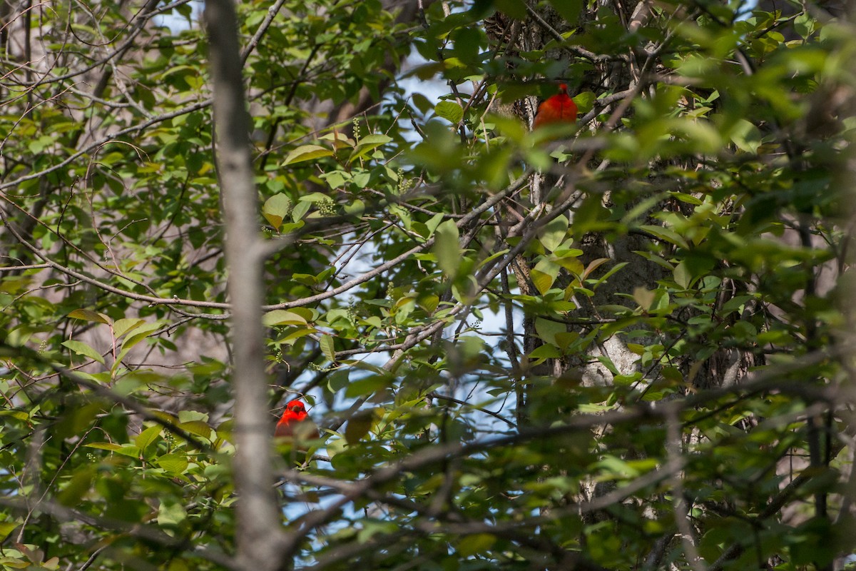 Scarlet Tanager - ML141009111