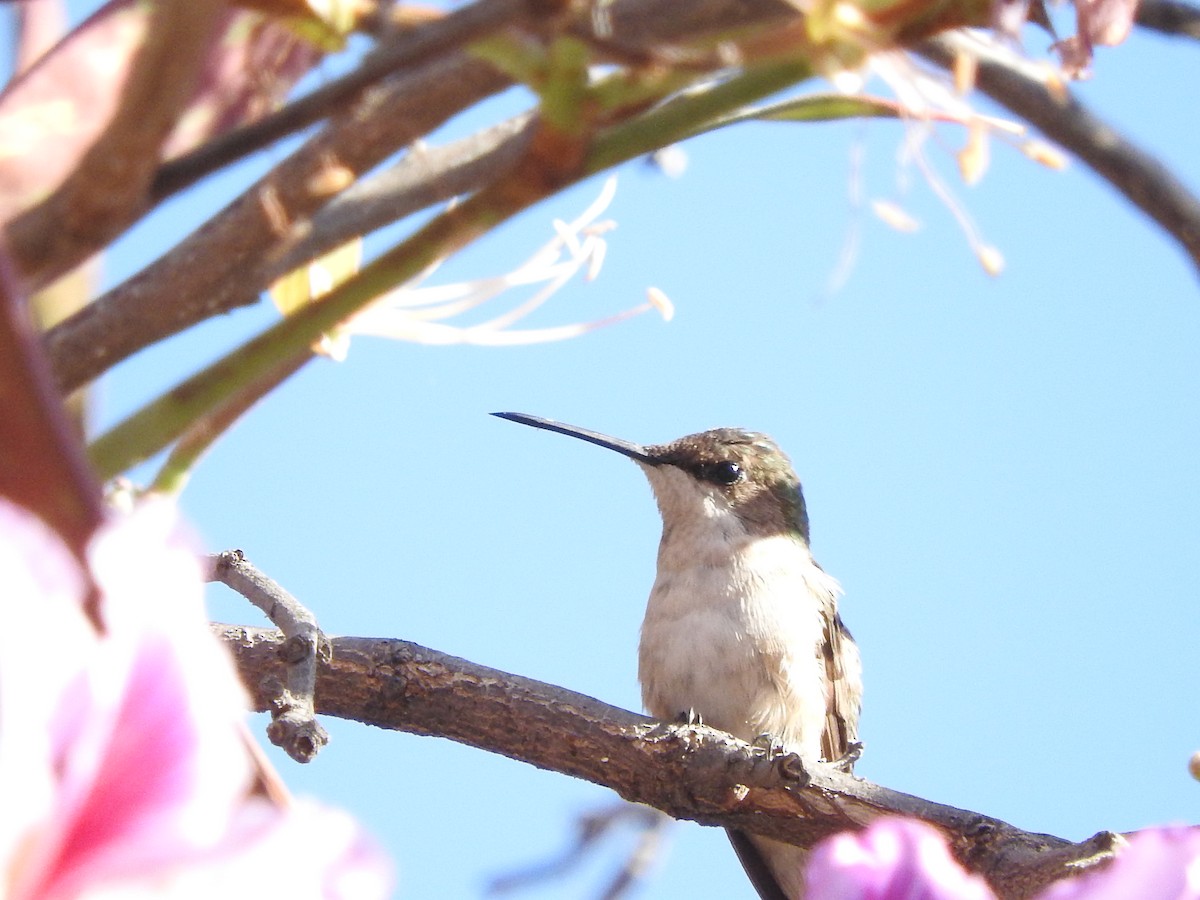 hummingbird sp. - BAJIO PROFUNDO