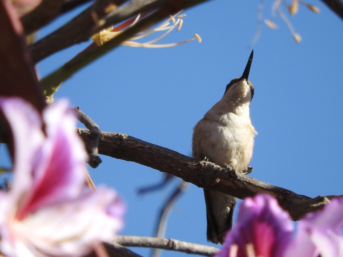 hummingbird sp. - BAJIO PROFUNDO