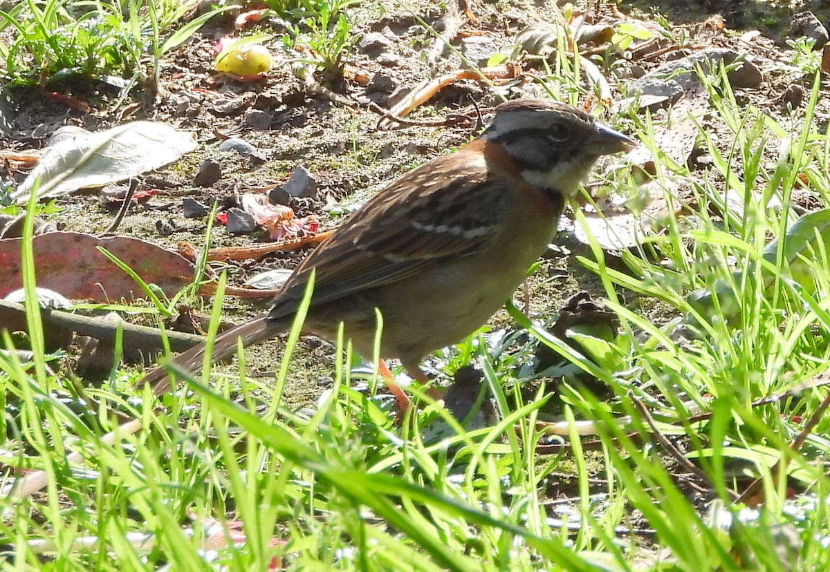 Rufous-collared Sparrow - ML141012091