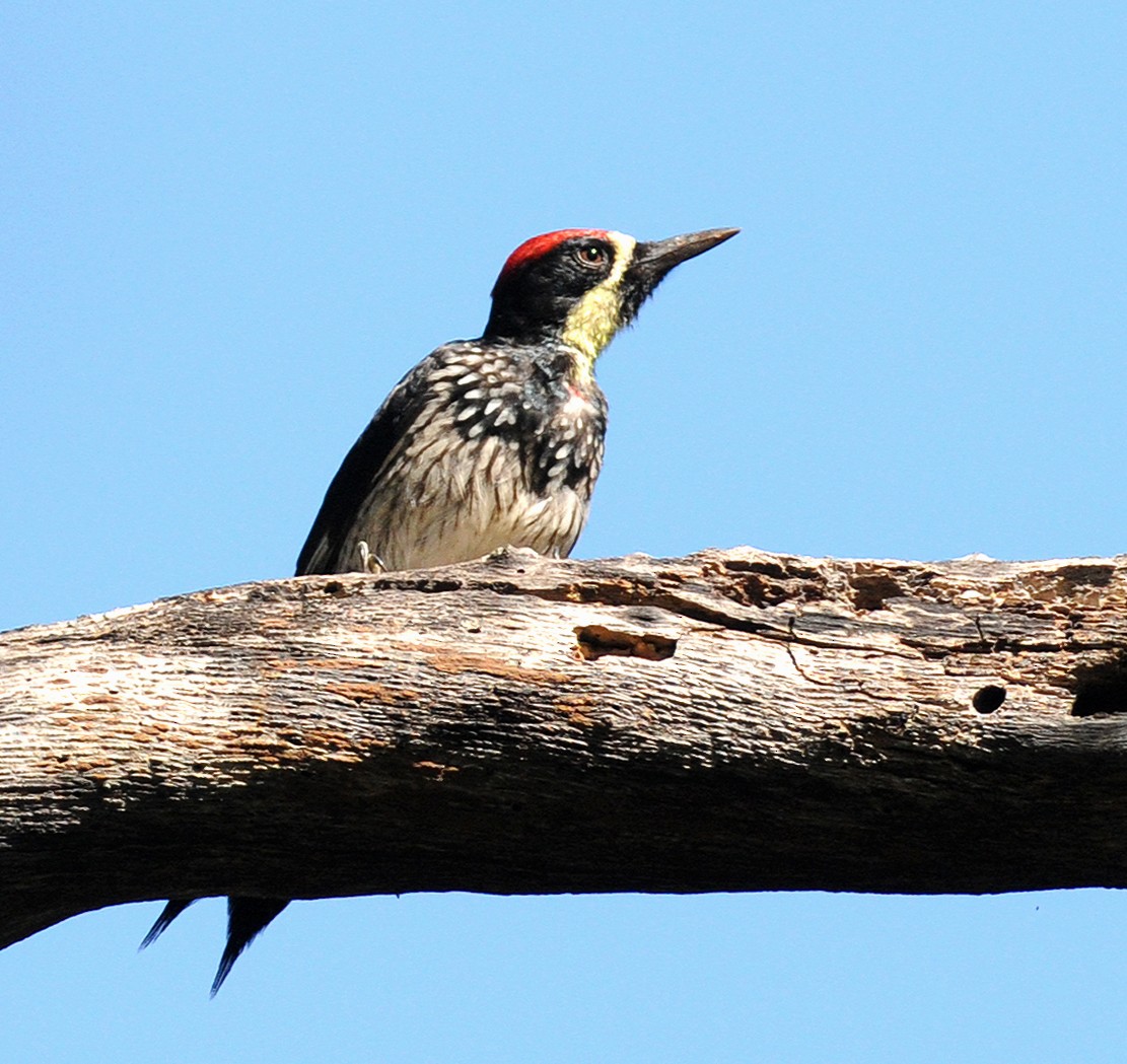 Acorn Woodpecker - ML141012411