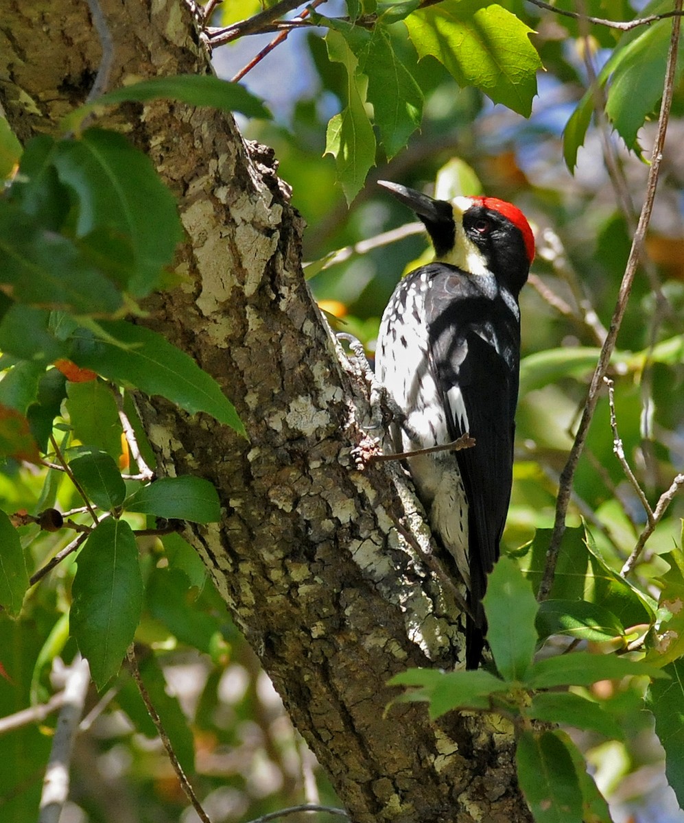 Acorn Woodpecker - ML141012421