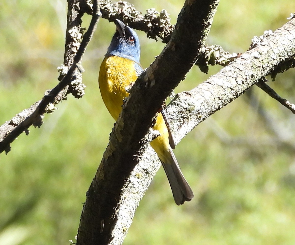 Blue-and-yellow Tanager - ML141012871