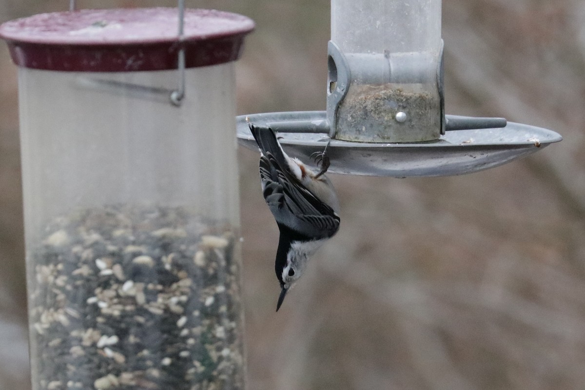 White-breasted Nuthatch - ML141012961