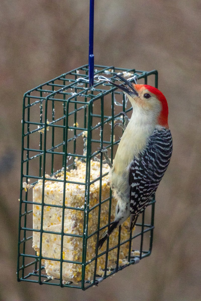 Red-bellied Woodpecker - kara mason