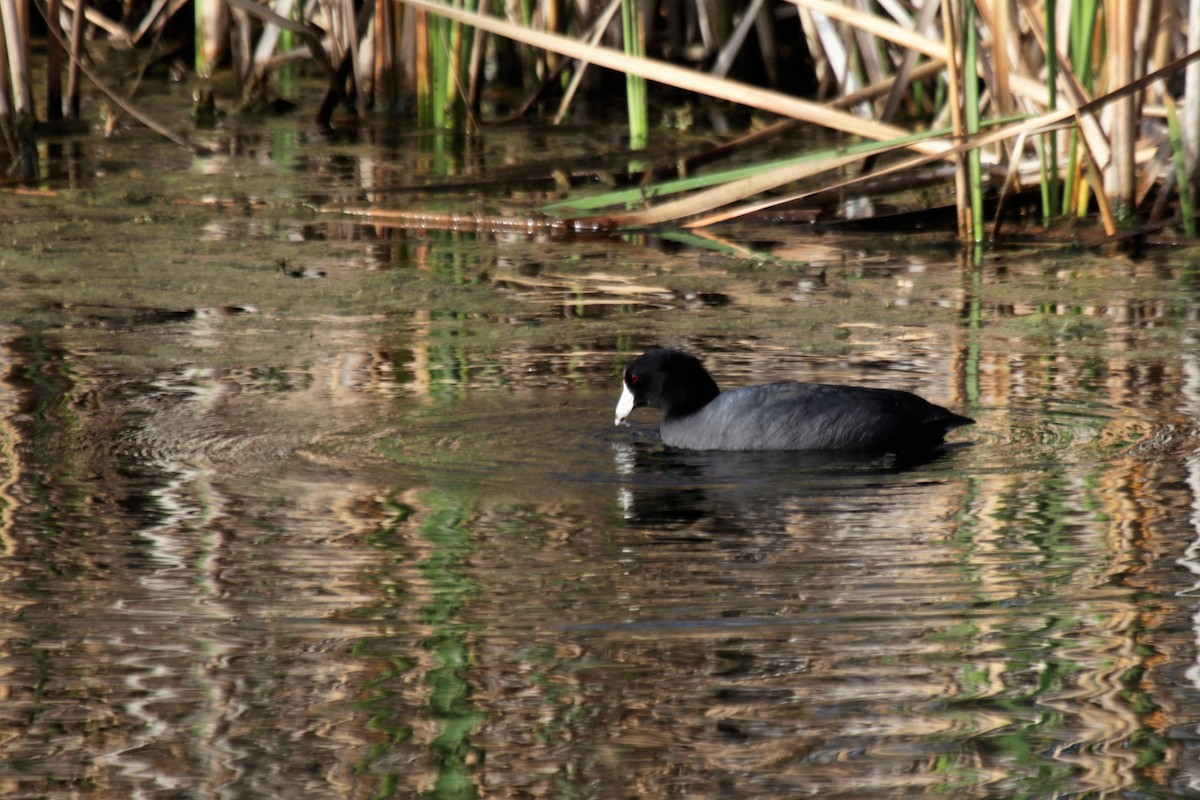 American Coot (Red-shielded) - ML141013271