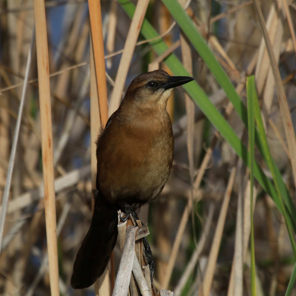 Boat-tailed Grackle - ML141013601