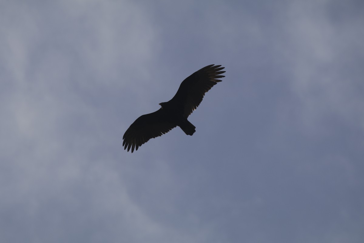 Turkey Vulture - Doug Kibbe