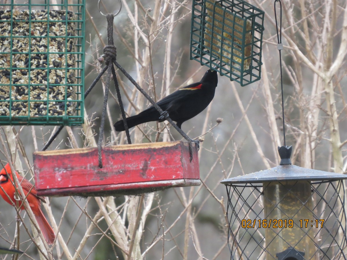 Red-winged Blackbird - ML141014461
