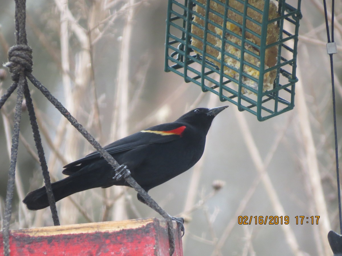 Red-winged Blackbird - Jim Kissee