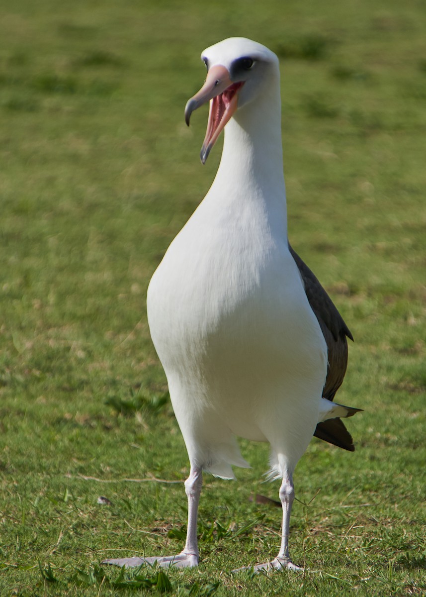 albatros laysanský - ML141014921