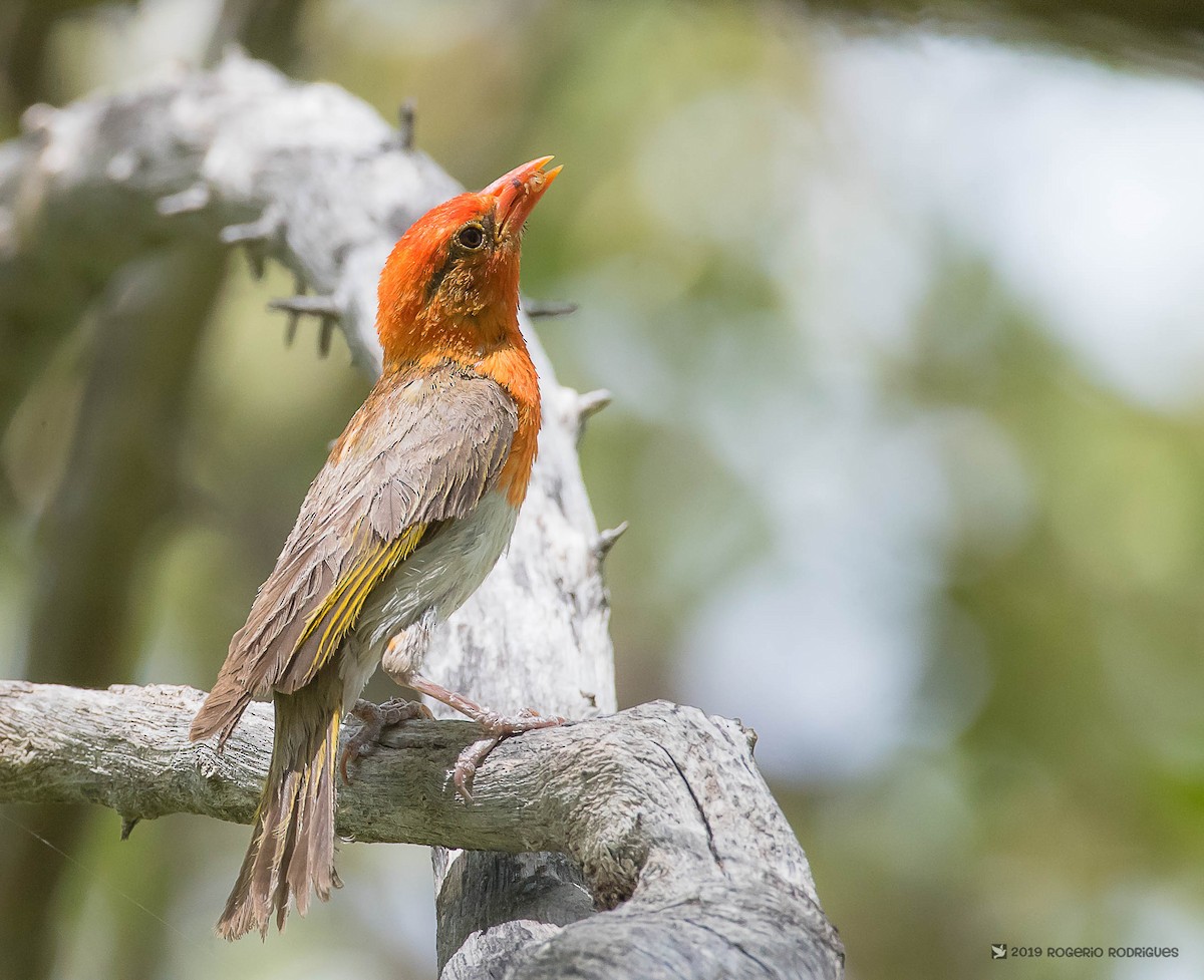 Red-headed Weaver - Rogério Rodrigues