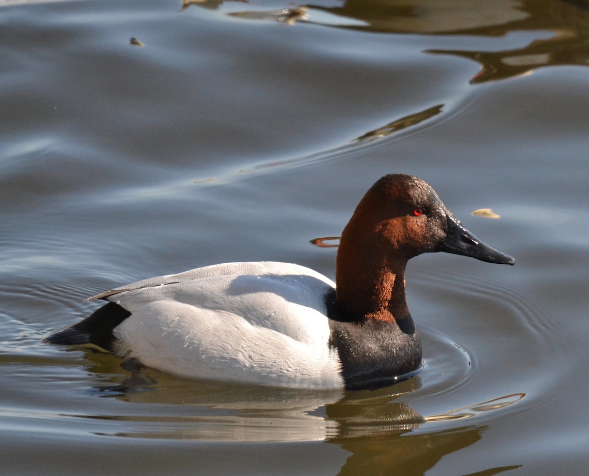 Canvasback - Peter Paul