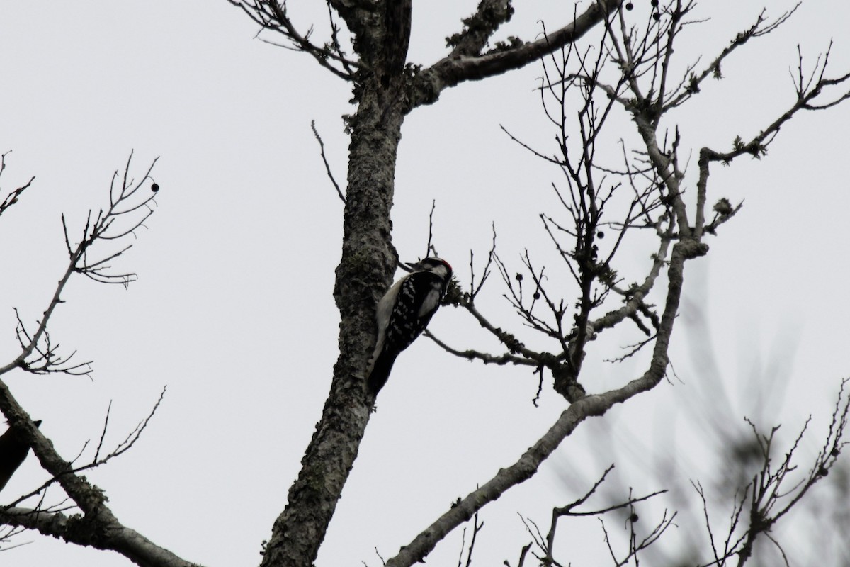 Downy Woodpecker (Eastern) - ML141015691