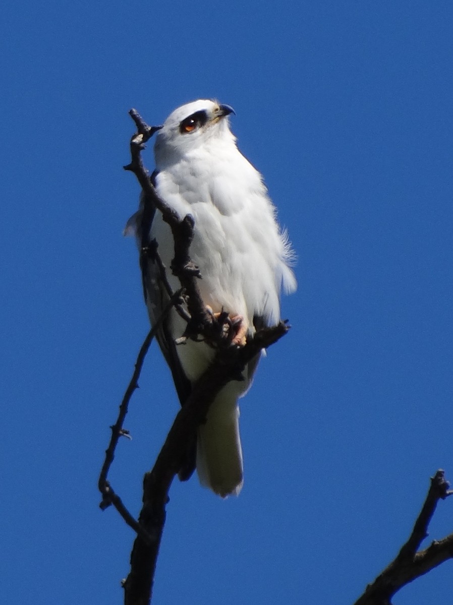 White-tailed Kite - Catherine McFadden
